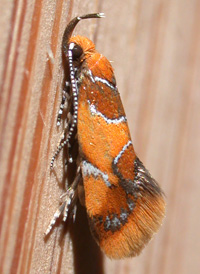Orange-headed Epicallima Orange-headed Epicallima